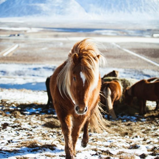 Ισλανδία Το μεγάλο Ταξίδι Μάρτιος - 6 ημέρες