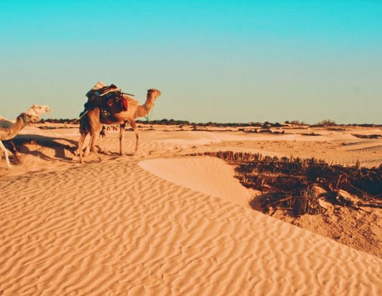 Τυνησία – Μεγάλος γύρος οάσεων & Βερβέρικα χωριά