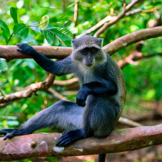 Σαφάρι Τανζανίας Ζανζιβάρη Ιούνιος - Σεπτέμβριος