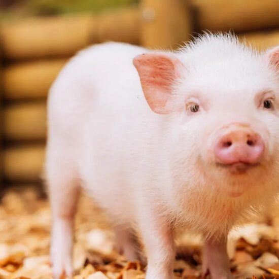 Pig café στην Ιαπωνία: η εμπειρία που δεν περίμενες